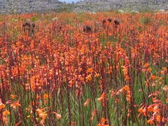 Watsonia zeyheri
