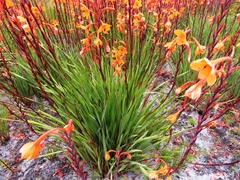 Watsonia zeyheri