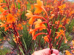 Watsonia zeyheri