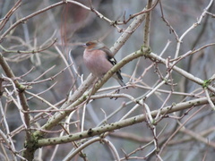 Fringilla coelebs