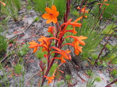 Watsonia zeyheri