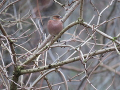 Fringilla coelebs