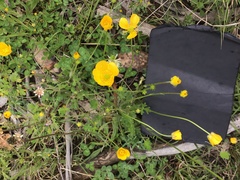 Ranunculus plebeius
