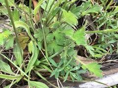 Ranunculus plebeius