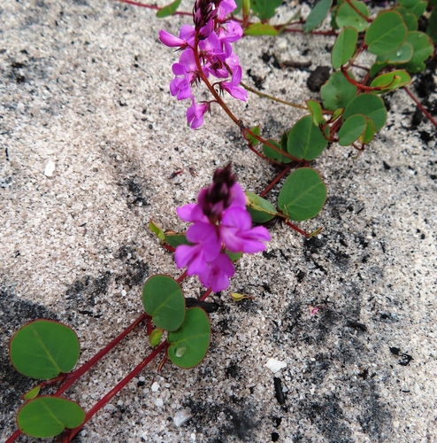 Image of Indigofera ovata by (c) linkie, some rights reserved (CC BY)
