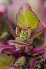 Chenopodium macrospermum