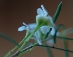 Sannantha angusta