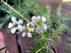 Sannantha angusta