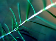 Sannantha angusta