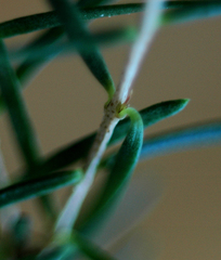 Sannantha angusta