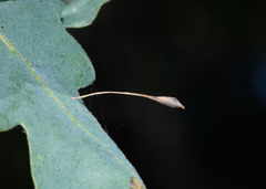 Andricus pedicellatus