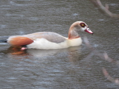 Alopochen aegyptiaca