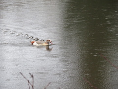 Alopochen aegyptiaca