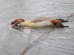 Alopochen aegyptiaca