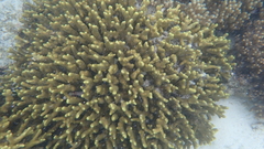 Porites cylindrica
