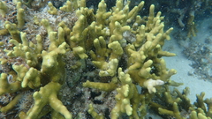Porites cylindrica