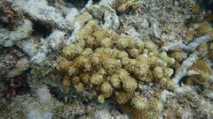 Goniopora fruticosa