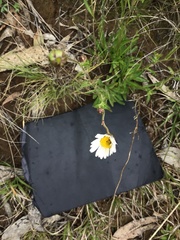 Brachyscome aculeata