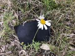 Brachyscome aculeata