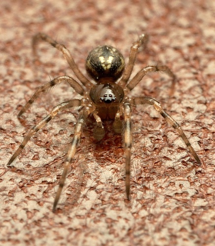 Enoplognatha mandibularis