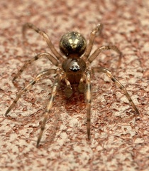 Enoplognatha mandibularis