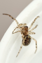 Enoplognatha mandibularis