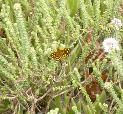 Metisella metis
