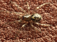Enoplognatha mandibularis
