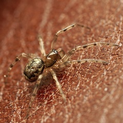 Enoplognatha mandibularis