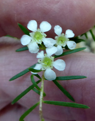 Sannantha angusta