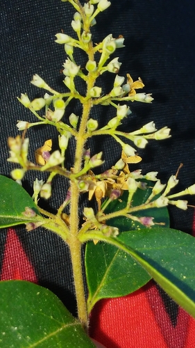 Ligustrum sinense