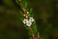 Thryptomene micrantha