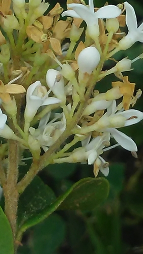 Ligustrum sinense