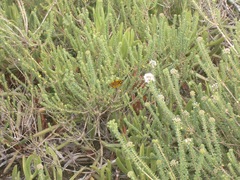 Metisella metis