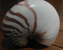 Nautilus pompilius
