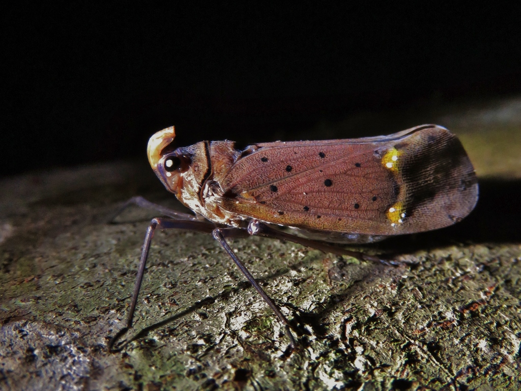 Enchophora nigromaculata