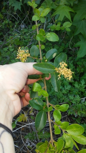 Ligustrum sinense