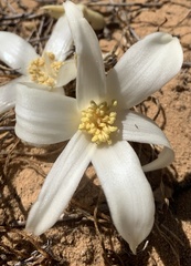 Gethyllis ciliaris