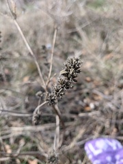 Marrubium peregrinum