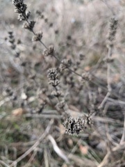 Marrubium peregrinum