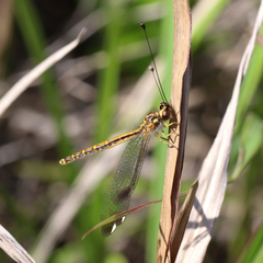 Suhpalacsa dietrichiae