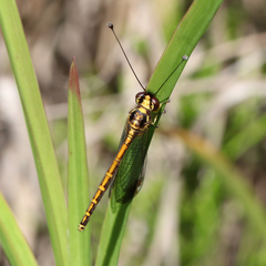Suhpalacsa dietrichiae