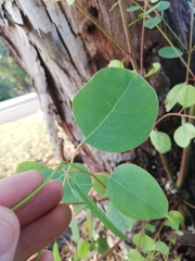 Eucalyptus rudis rudis