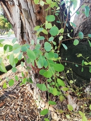 Eucalyptus rudis rudis