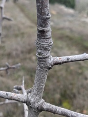 Pyrus elaeagrifolia