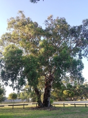Eucalyptus rudis rudis