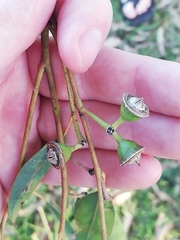 Eucalyptus rudis rudis