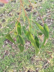 Eucalyptus rudis rudis