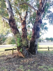 Eucalyptus rudis rudis