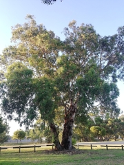 Eucalyptus rudis rudis